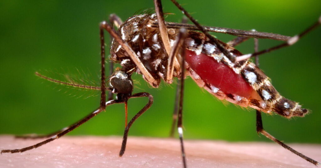 Florida’s dengue outbreak is now the largest in the continental U.S. in decades