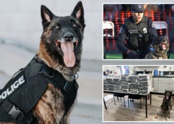Driver’s wild story falls apart after police K9 sniffs out the truth