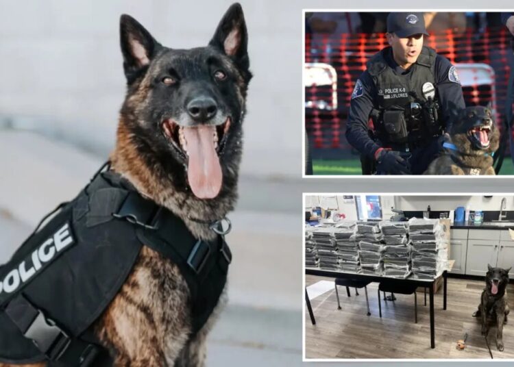 Driver’s wild story falls apart after police K9 sniffs out the truth