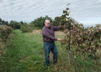 ‘Dying on the vine’: How a farmer ended up with 1,600 tons of unwanted grapes