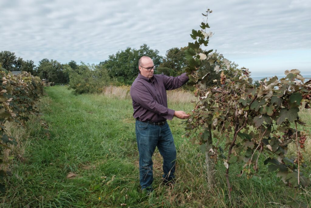‘Dying on the vine’: How a farmer ended up with 1,600 tons of unwanted grapes