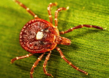 How the aggressive lone star tick unleashed a hidden meat allergy on millions of Americans
