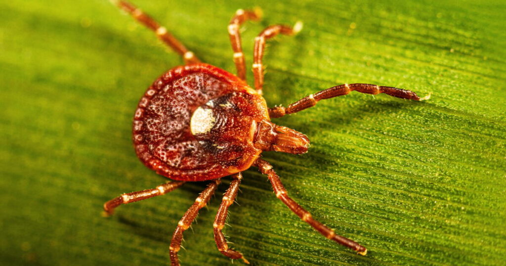 How the aggressive lone star tick unleashed a hidden meat allergy on millions of Americans