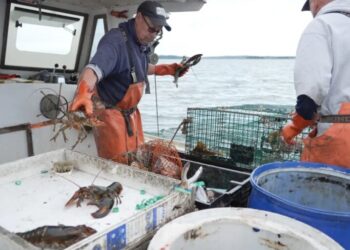 Diesel prices are so high that commercial fishermen sometimes can’t even afford to leave the dock. ‘It’s huge. It’s crazy. Thank you, Donald Trump’