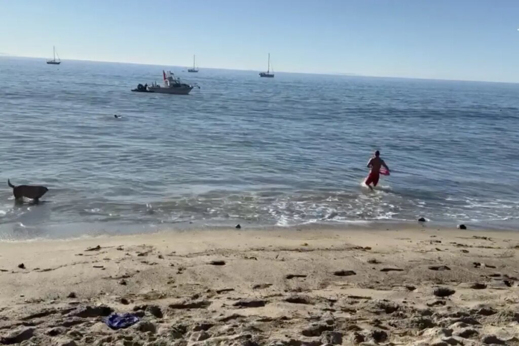 Kayaker attacked by a shark off Paradise Cove in Malibu as dramatic video emerges: report