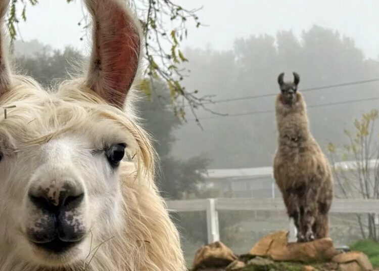 How About a Visit With Llamas? Or Alpacas (or Both)?