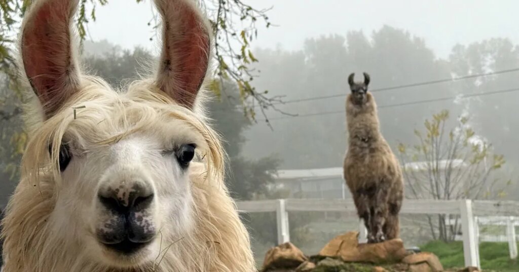 How About a Visit With Llamas? Or Alpacas (or Both)?