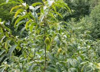 20 Chestnut Trees: A Cause for Celebration at the Bronx Zoo