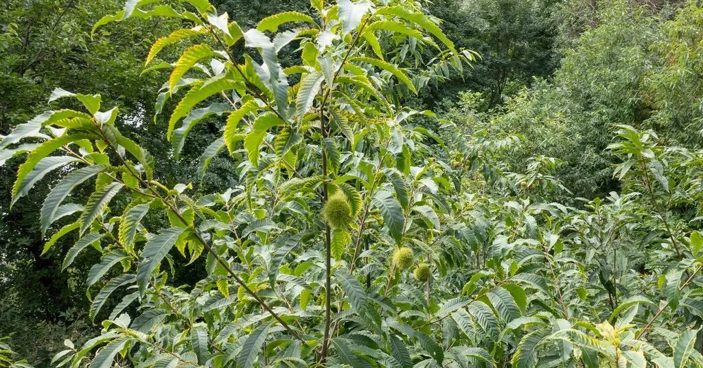 20 Chestnut Trees: A Cause for Celebration at the Bronx Zoo
