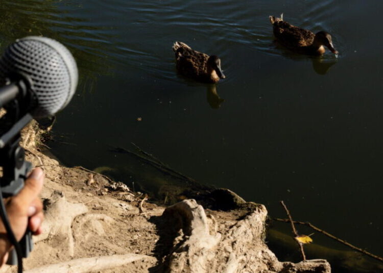 When L.A. feels chaotic, this field recording club offers escape