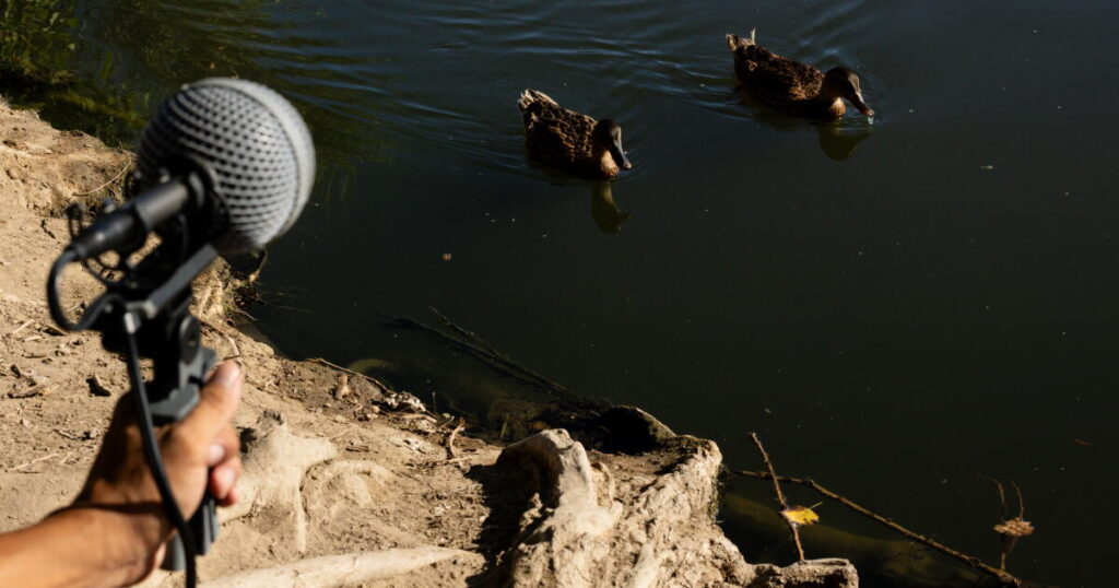 When L.A. feels chaotic, this field recording club offers escape
