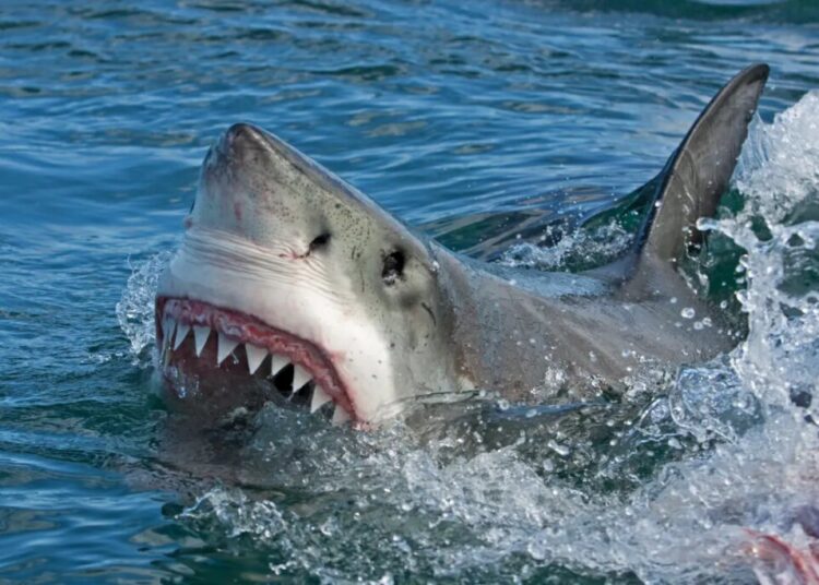 Ferocious great white filmed snatching meal off underwater fishing line in reported first