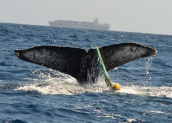 Biologists fear for humpback whale seen entangled in fishing gear near San Pedro