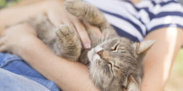 Countries with more cats are happier, study finds. But there’s a catch.