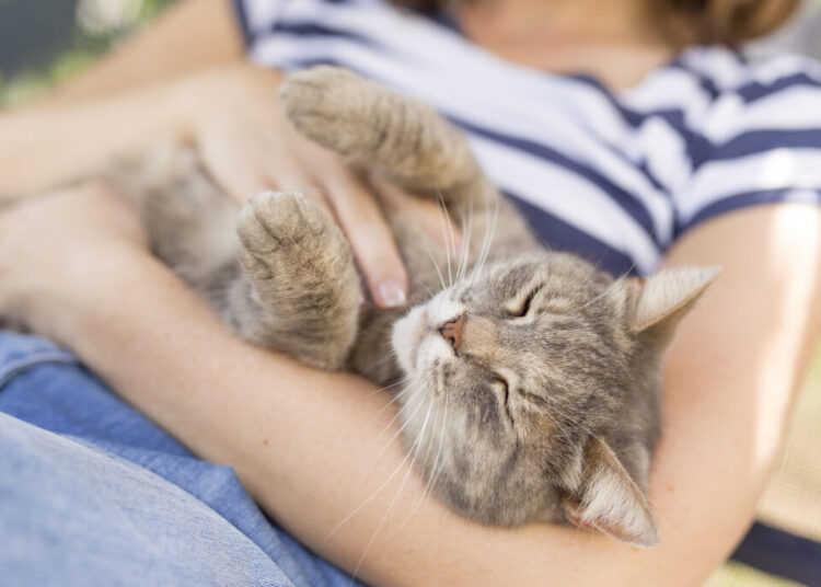 Countries with more cats are happier, study finds. But there’s a catch.