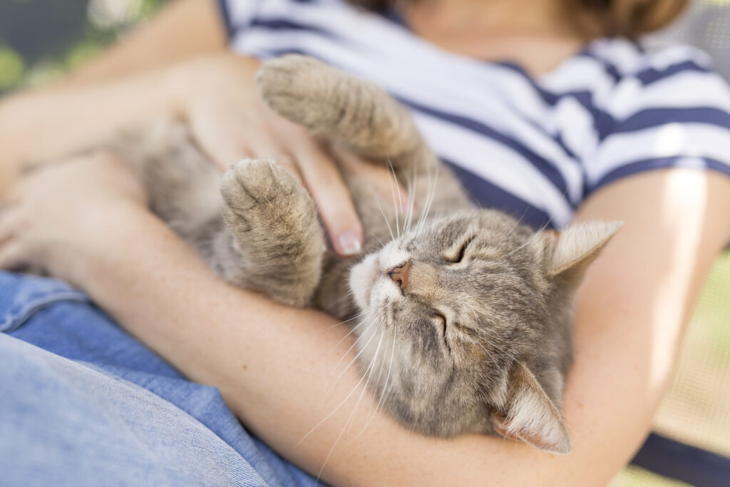 Countries with more cats are happier, study finds. But there’s a catch.