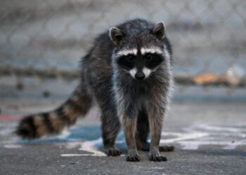 First rabid raccoon case in L.A. County in more than 50 years sparks warning