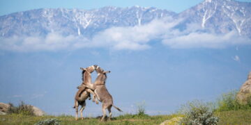 Riverside has a donkey dilemma. Can science offer clues for coexistence?
