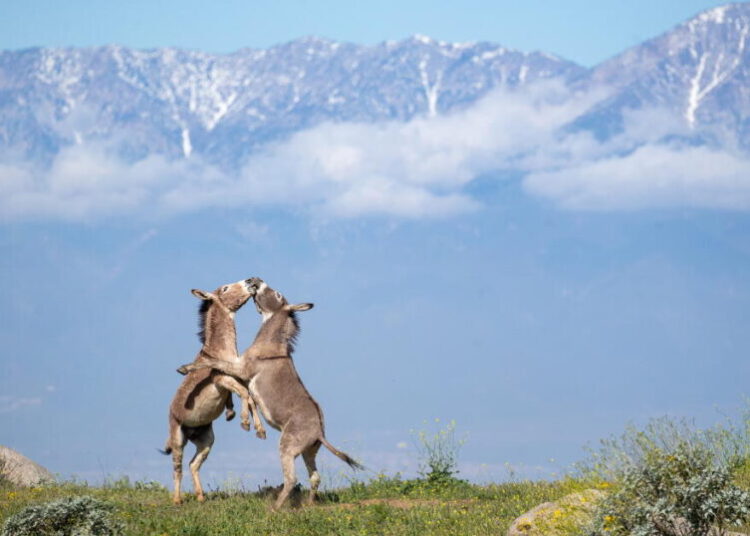 Riverside has a donkey dilemma. Can science offer clues for coexistence?