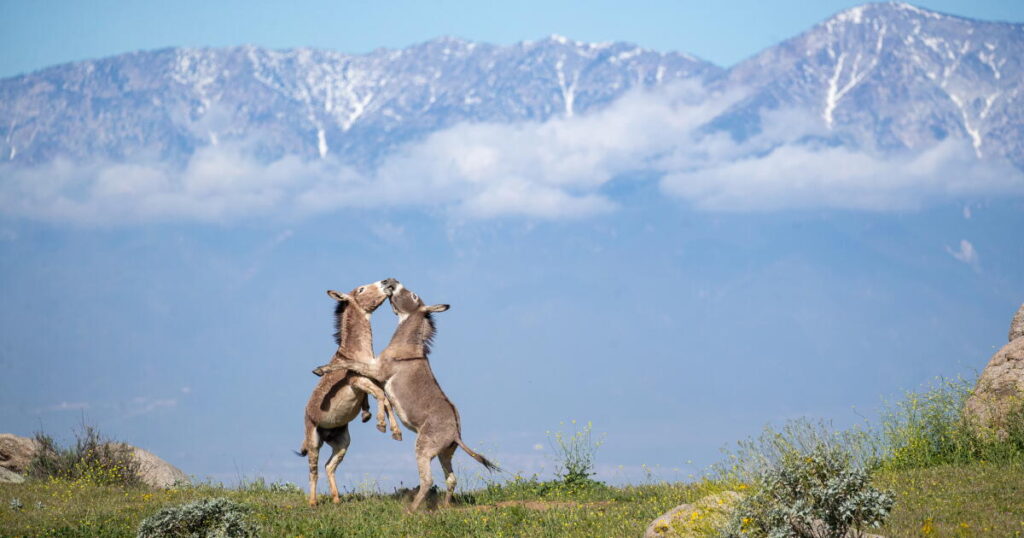 Riverside has a donkey dilemma. Can science offer clues for coexistence?