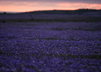 Earth’s driest desert is covered in wildflowers right now