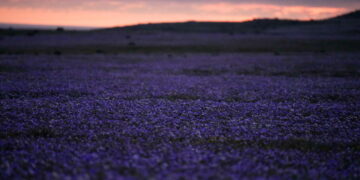 Earth’s driest desert is covered in wildflowers right now