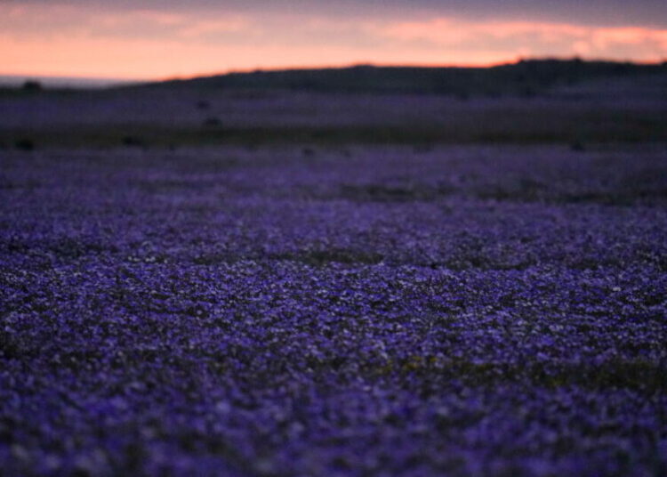 Earth’s driest desert is covered in wildflowers right now