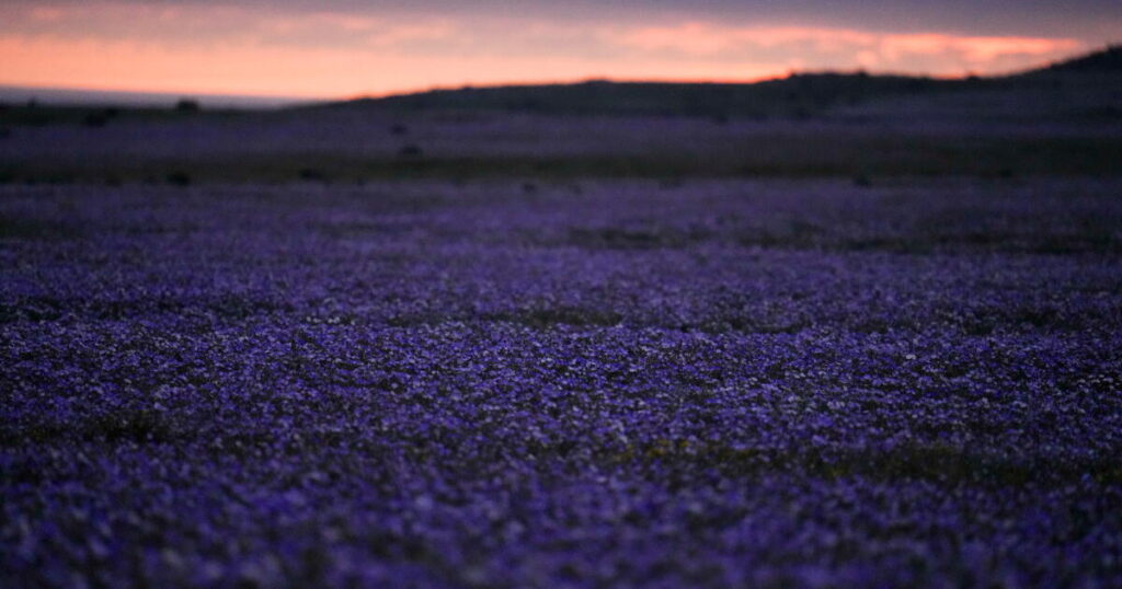 Earth’s driest desert is covered in wildflowers right now