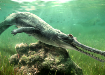 Scientists identify a crocodile they never knew existed