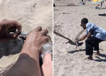 California beachgoer uses crafty tactic to lure in seagull tangled in fishing line
