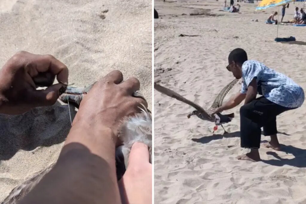 California beachgoer uses crafty tactic to lure in seagull tangled in fishing line