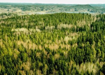 Finland Orders Google to Suspend New Data Centers After Contractors Pave Over Protected Forests