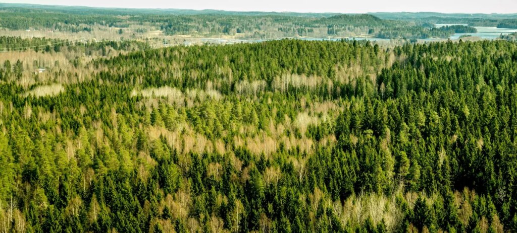 Finland Orders Google to Suspend New Data Centers After Contractors Pave Over Protected Forests