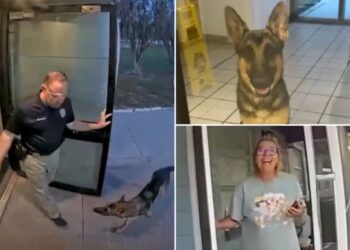 Lost Florida dog shows up at police station — as officer helps reunite ‘K-9 applicant’ with tearful owner
