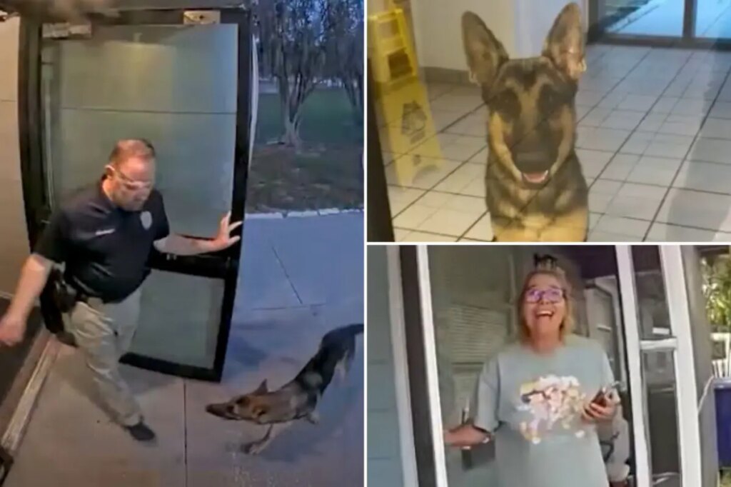Lost Florida dog shows up at police station — as officer helps reunite ‘K-9 applicant’ with tearful owner