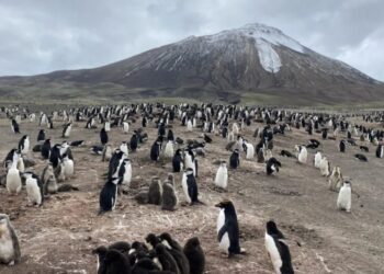 Antarctica’s penguins are sending us a distress signal