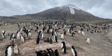 Antarctica’s penguins are sending us a distress signal