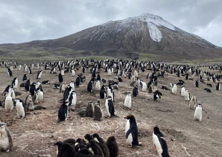 Antarctica’s penguins are sending us a distress signal