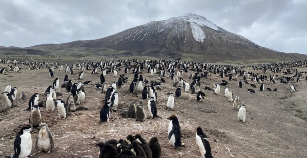 Antarctica’s penguins are sending us a distress signal