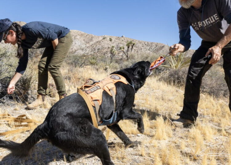 This Joshua Tree highway keeps killing wildlife. Enter the poop-hunting dogs