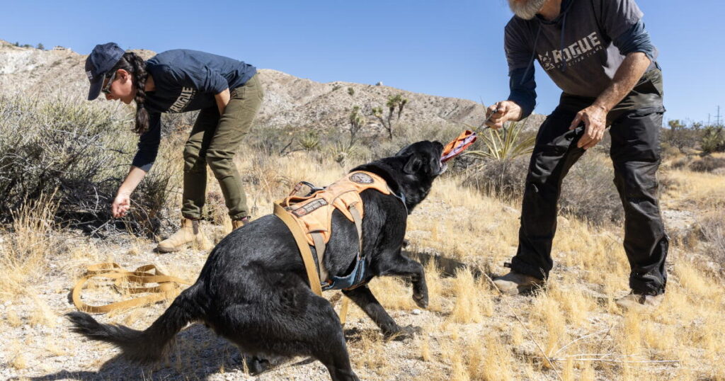This Joshua Tree highway keeps killing wildlife. Enter the poop-hunting dogs