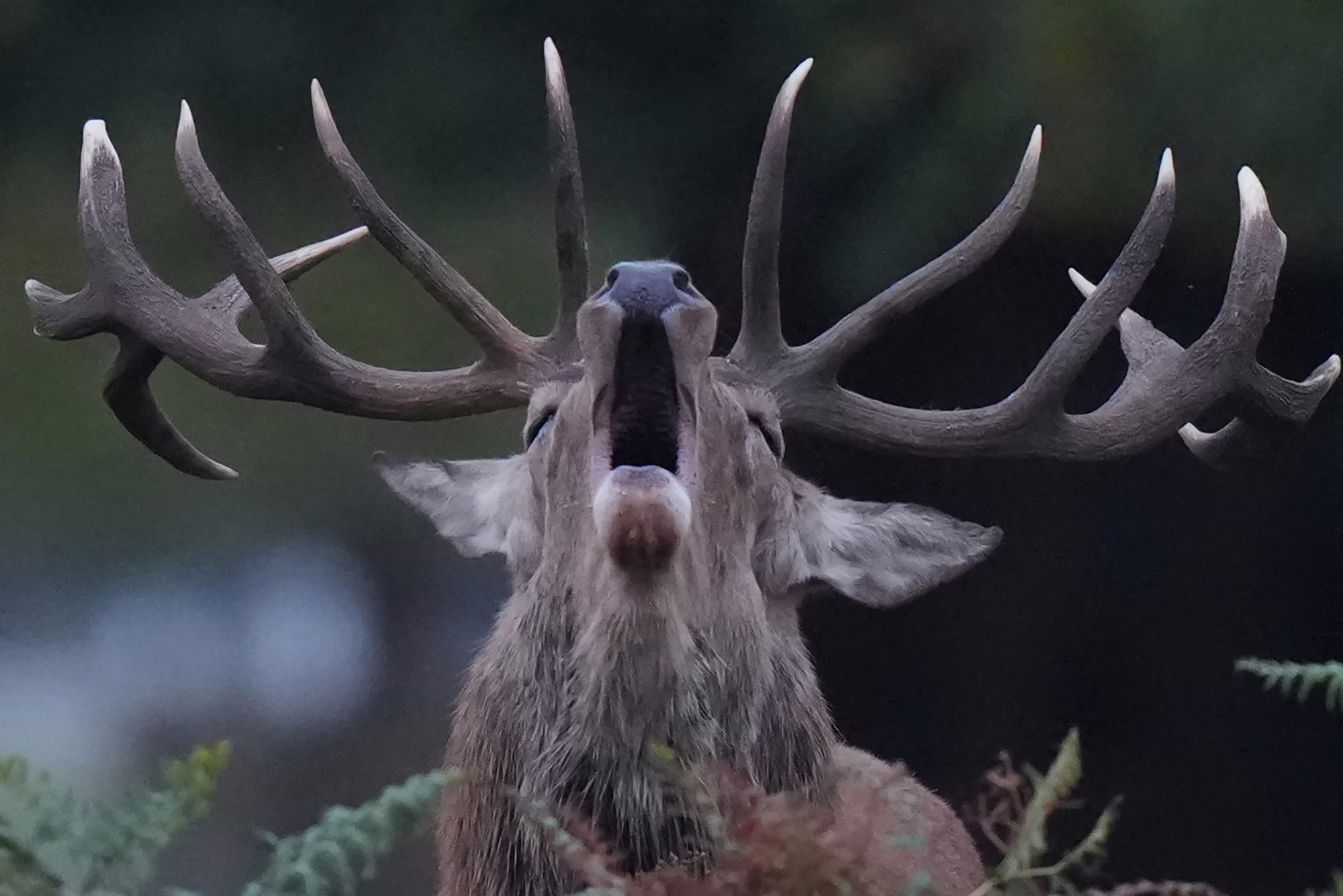 A stag lifts its head and bellows.
