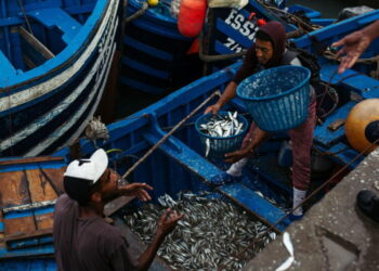 The hidden cost of farmed fish: Pollution, forced labor and the depletion of wild fish