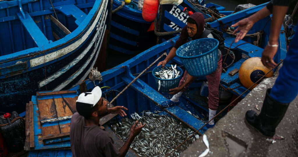 The hidden cost of farmed fish: Pollution, forced labor and the depletion of wild fish