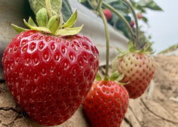 Could steam help California strawberry farmers grow more with fewer chemicals?