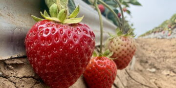Could steam help California strawberry farmers grow more with fewer chemicals?