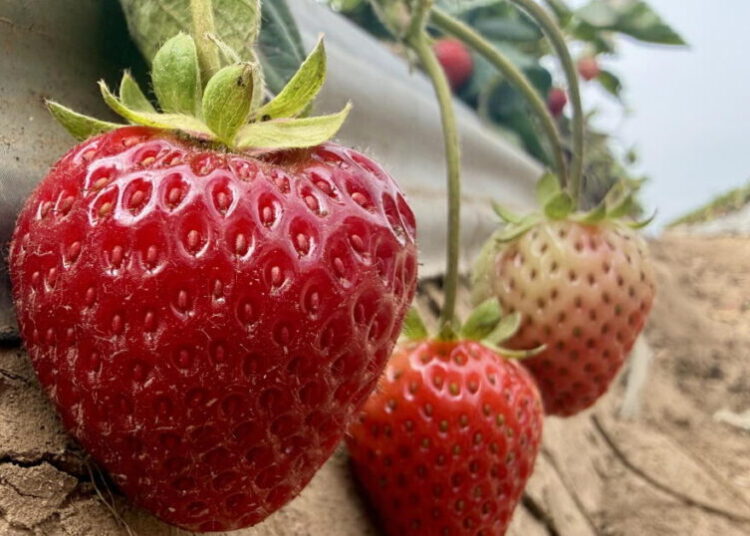 Could steam help California strawberry farmers grow more with fewer chemicals?