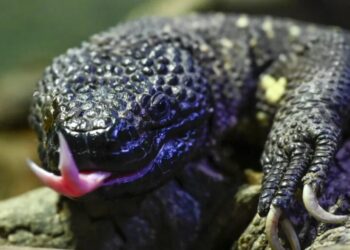 What a desert lizard teaches us about patents and the GLP-1 revolution