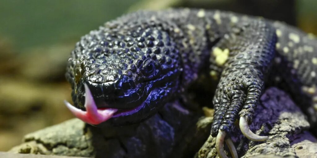What a desert lizard teaches us about patents and the GLP-1 revolution