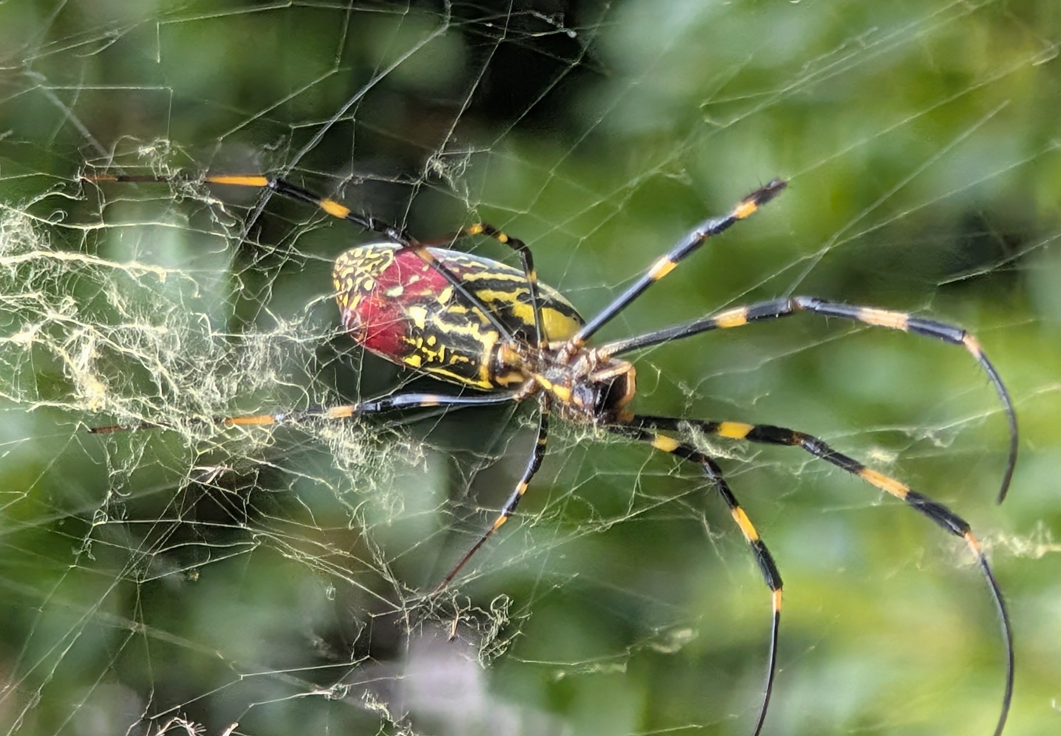 Joro spider